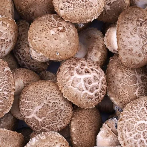 국내산 산지직송 무농약 생 표고버섯 1kg 선물세트(3종), 생표고버섯 1kg(..., 1개