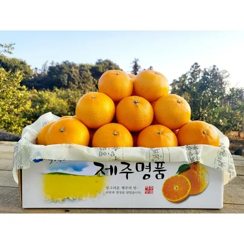 제주스카이팜 - 천혜향 산지직송 특가판매 천혜향 가정용 3kg 5kg